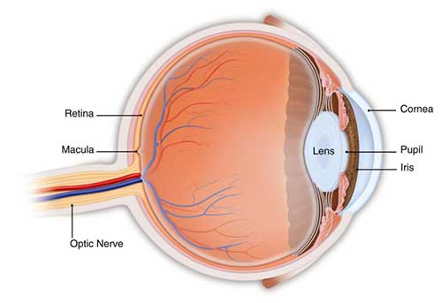 Diagram of an eye pointing to the Retina, Macula, Optic Nerve, Cornea, Lens, Pupil, and Iris