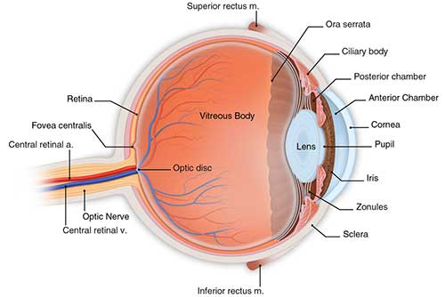 Diagram of the Cornea